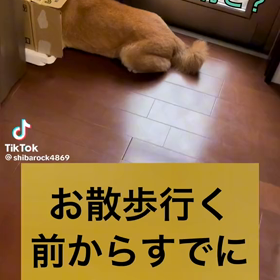 散歩を全力で拒否！の画像