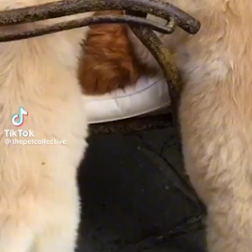 大歓迎されるニャンコwの画像