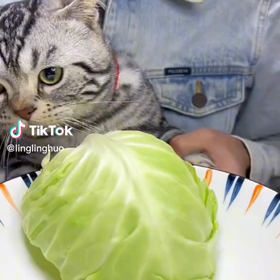 食べっぷり♪の画像