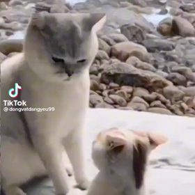 猫♪の画像