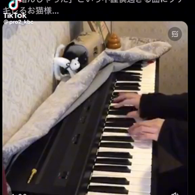 邪魔するニャンコの画像