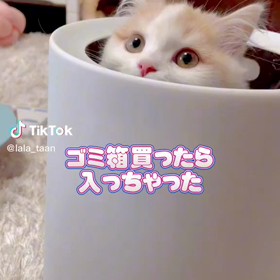 キュン♪の画像