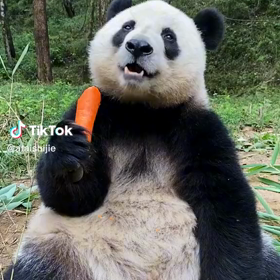 パンダが食べるのは？の画像