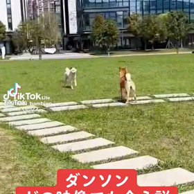 ワンニャン、そして馬の画像