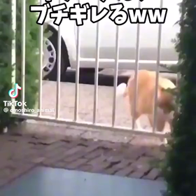 今朝の癒しの画像