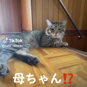 ニャンコの本音の画像