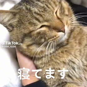 寝子の画像