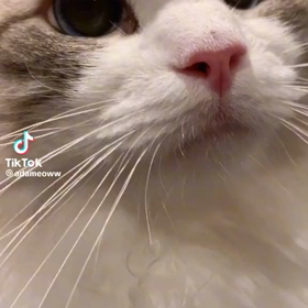 ドアップの画像