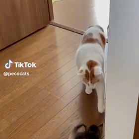 猫じゃ猫じゃ子猫ネコの画像