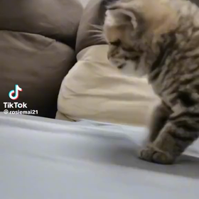 ニャンコ♪の画像