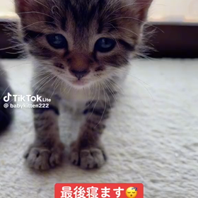 寝子の画像