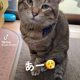 ニャンコさんの画像