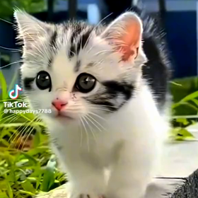 子猫の画像