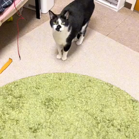 一緒に歌ってくれるニャンコさんの画像