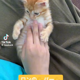 子猫のバンザイ♪の画像