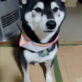 いろんな黒柴の画像