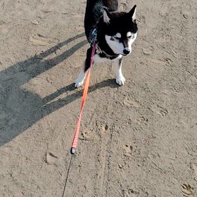 すごいねの画像