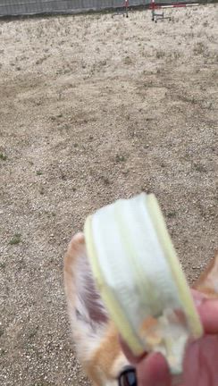 きなこの庭遊び（動画あり）の記事動画
