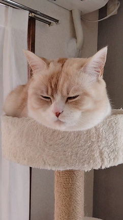 いよいよ今日の21時から飼い猫（きなこ）がテレビに出ます！の記事動画