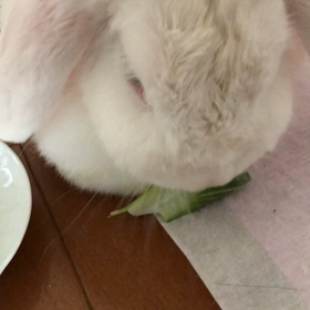 うさぎのふーちゃんとの生活の  画像