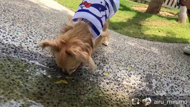 Ottyの夏 Vol.59♡チワワのアイル君..♡の記事動画