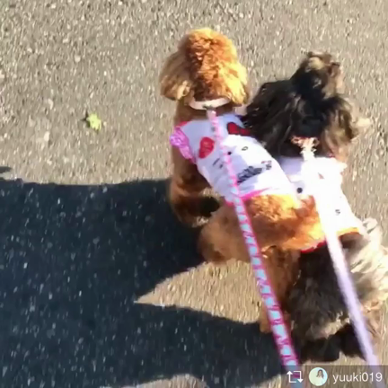 Ottyの夏 Vol.28&amp;29♡プードルのショコラちゃん&amp;プリンちゃん..♡の記事動画