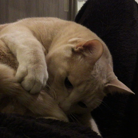 ありがとにゃー♪─Ｏ（≧∇≦）Ｏ─♪初めての動画投稿！！の画像