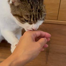 猫エイズの診断に動揺の画像