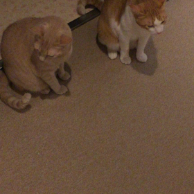 クッたまと、チビちゃんの対面！(=^x^=)(=^x^=)(=^x^=)の画像