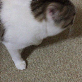 ご飯を待っているチビの動画（≧∇≦）の画像