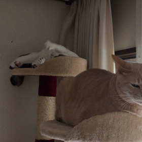 チビがクティに猫パンチ（≧∇≦）の画像