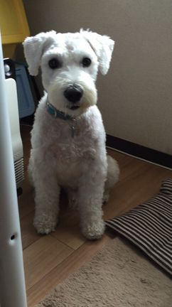 可愛いだろうの記事動画