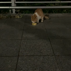 2020/07/15の画像