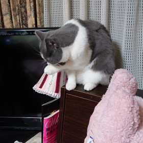 2020/03/11の画像