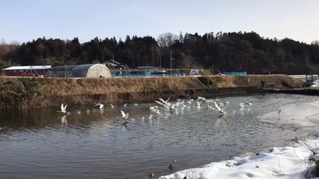 白鳥！の記事動画