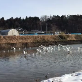 白鳥！の画像