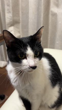 ねこの　ひの記事動画