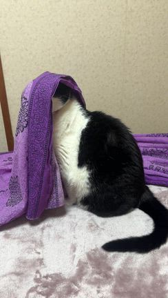 もーちゃんの様子がおかしいの記事動画