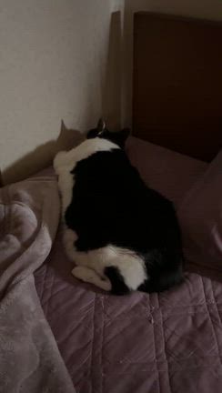 おいて　いかれたの記事動画