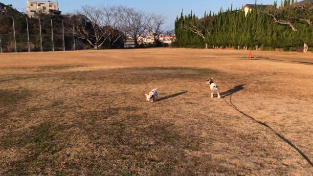朝んぽの記事動画