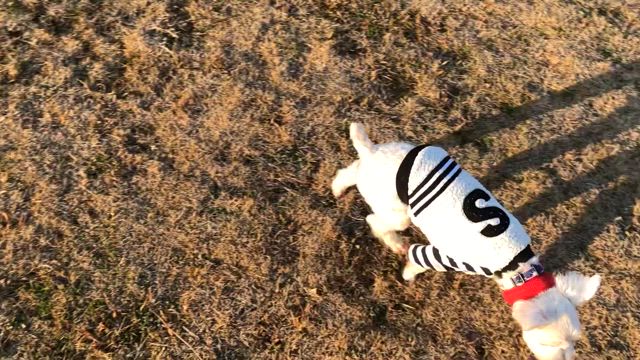 朝んぽの記事動画