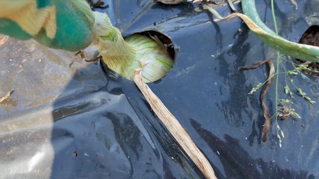 収穫の記事動画