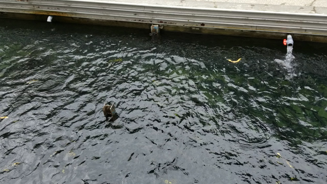 特別にの記事動画