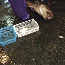 あまり見る機会も…との画像