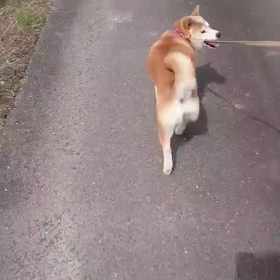 脱走チャロの画像