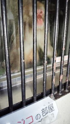 【福山市立動物園】2025.10.10の記事動画