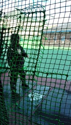 【後楽園バッティングセンター】2025.1.7の記事動画