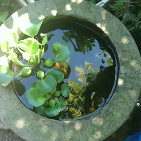 お盆休み☆実家へ～メダカ♪の画像