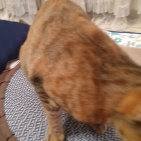 おて・おかわり・あご part2️⃣の画像
