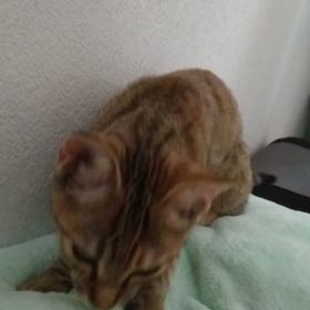 フミフミの画像